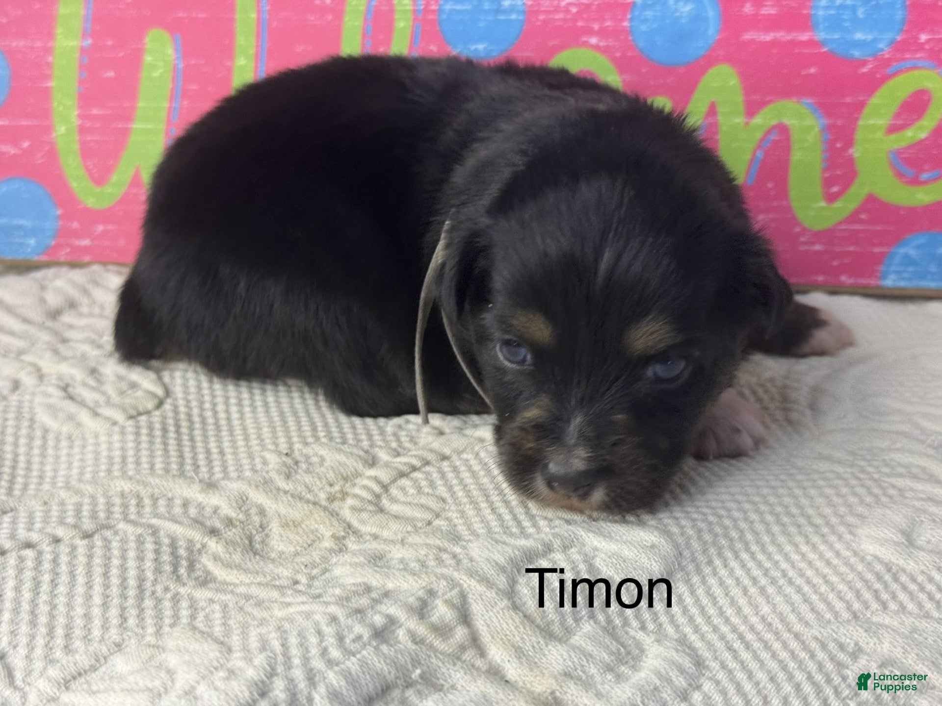 Miniature Australian Shepherd dogs Timon - Ad 1