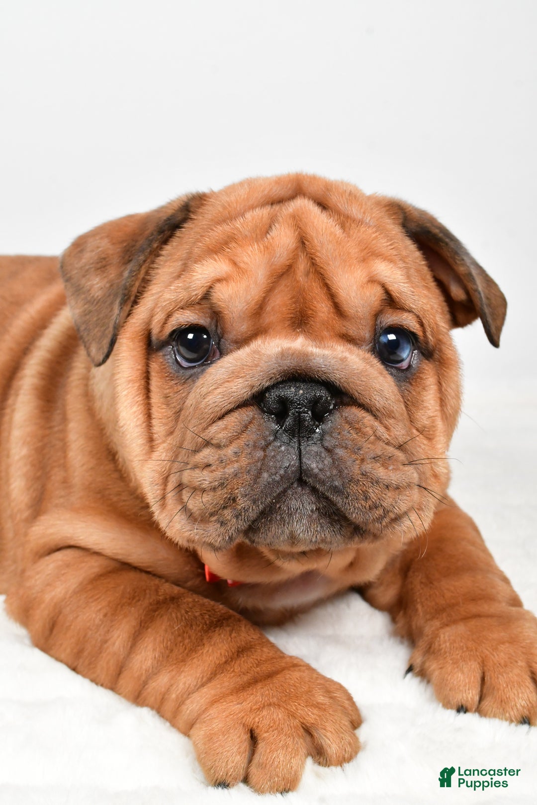 English Bulldog dogs for sale: Travis - Ad 3