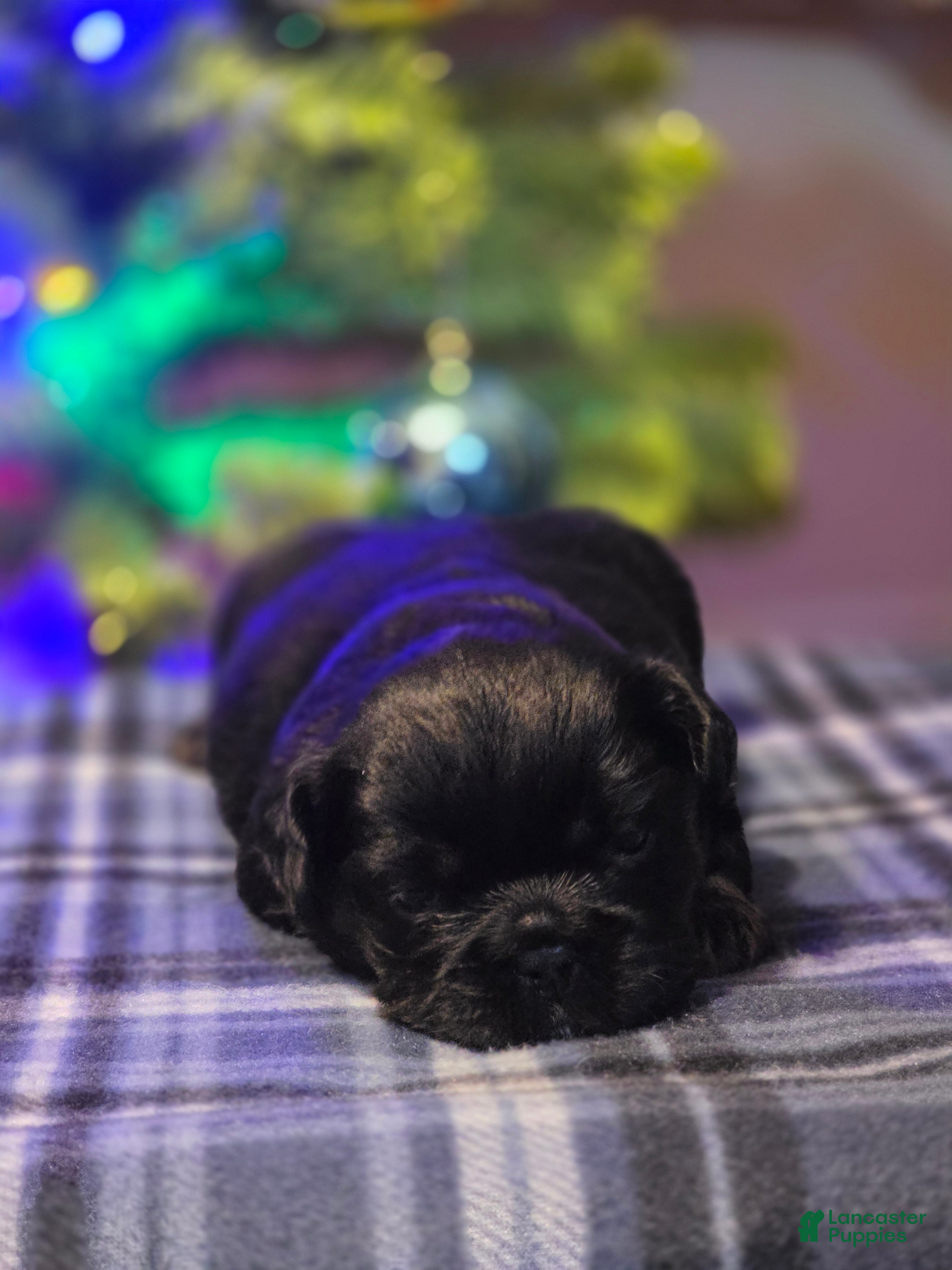 French Bulldog dogs Female 3 - Ad 4