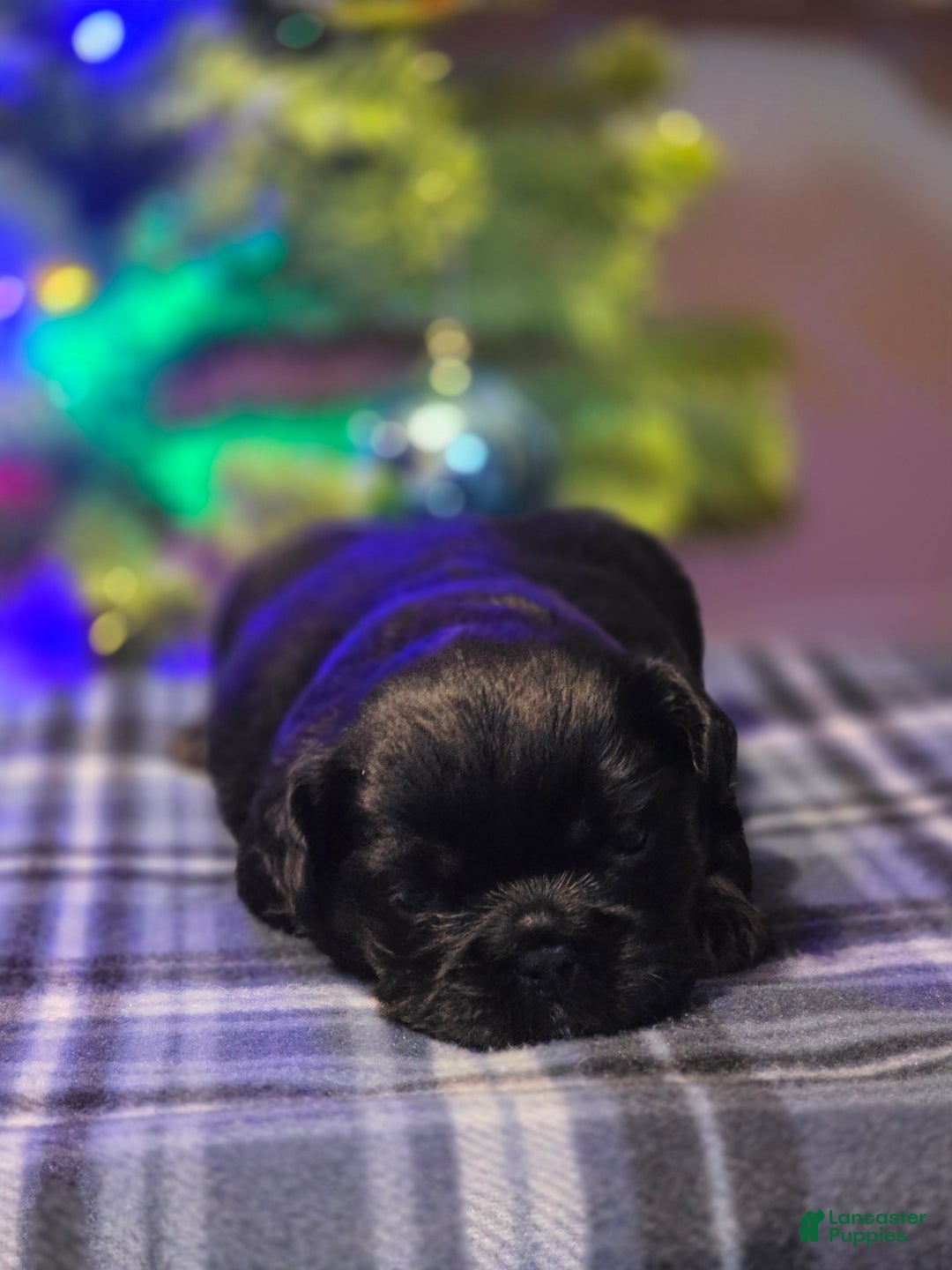 French Bulldog dogs for sale: Female 3 - Ad 1