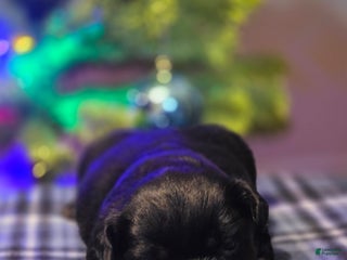 French Bulldog dogs Female 3 - Ad 5