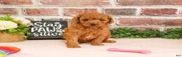 Cavapoo dogs for sale: Chanel - Ad 1