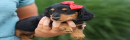 Miniature Dachshund dogs for sale: Tucker 🐶 - Ad 6