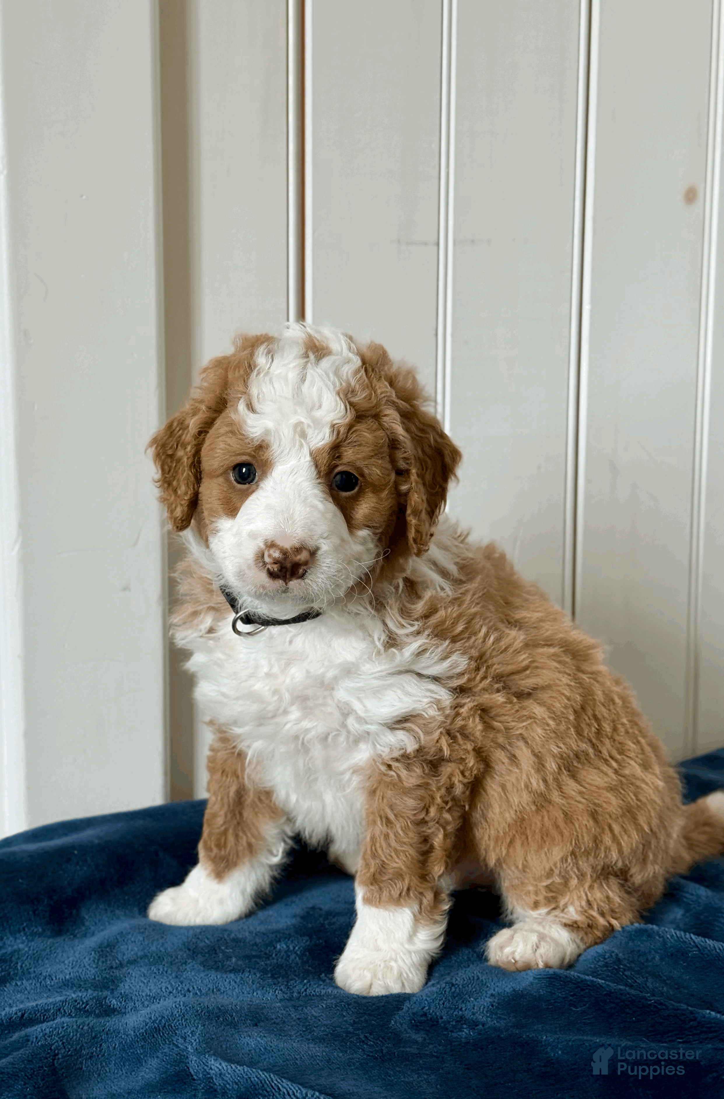 Mini Bernedoodle dogs Teddy - Ad 1
