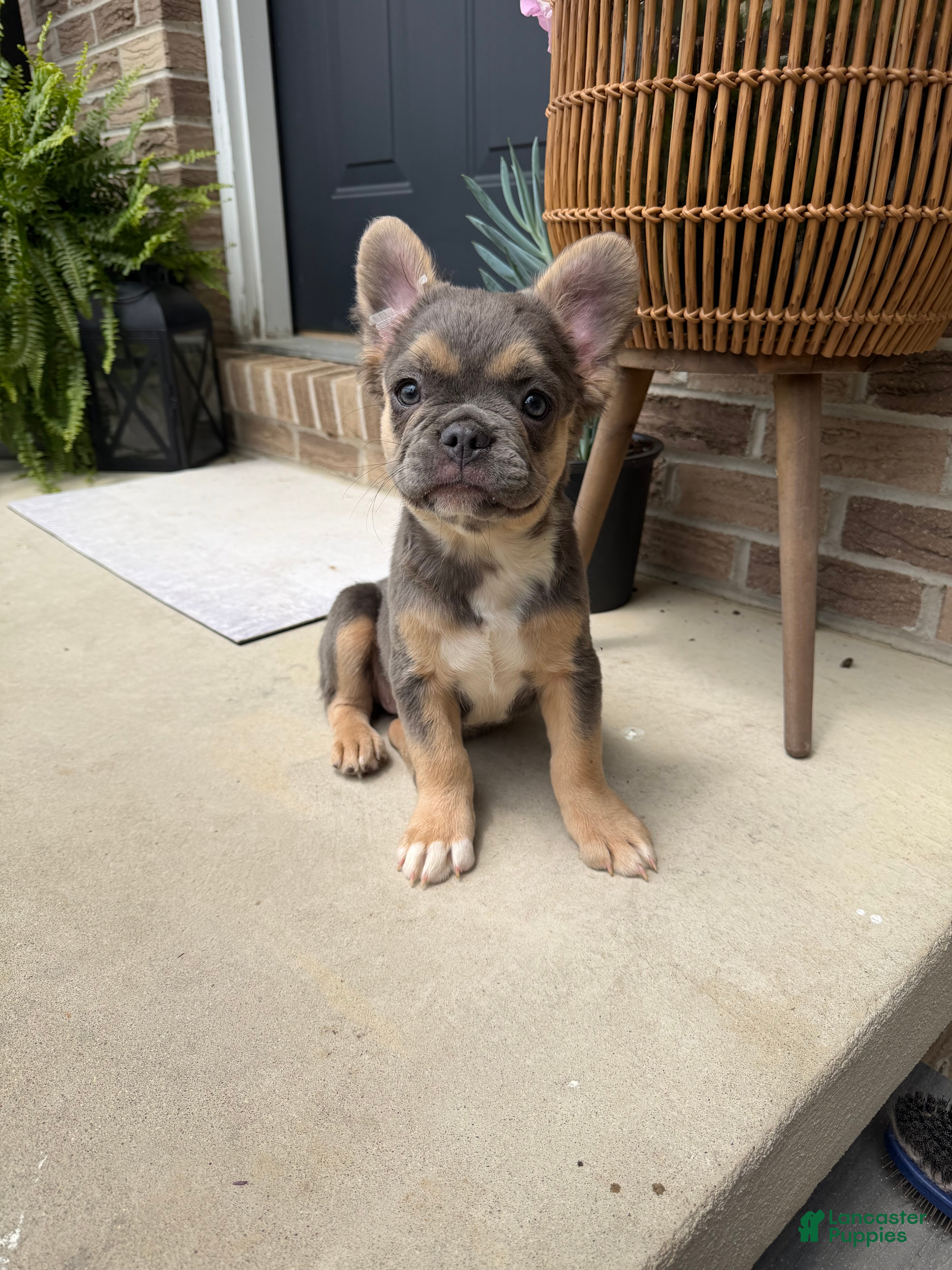French Bulldog dogs Gigi - Ad 1