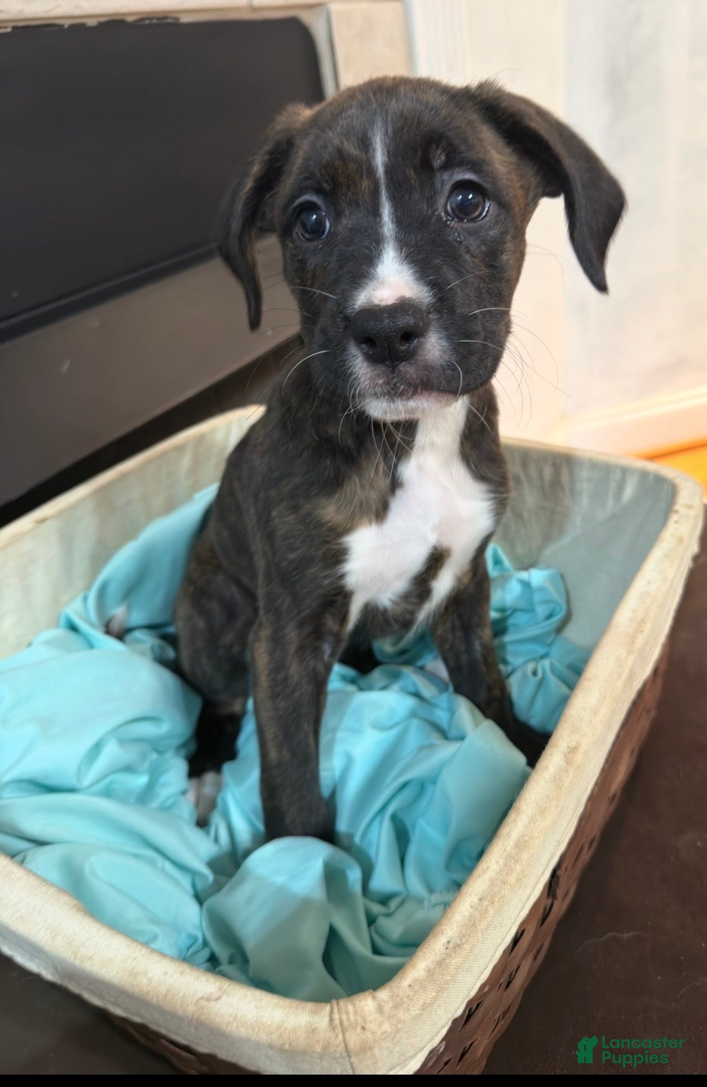 Mixed Breed dogs Boxenese Girl 5 - Ad 31