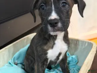 Mixed Breed dogs Boxenese Girl 5 - Ad 31