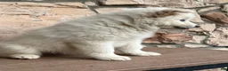 Pomsky dogs for sale: Surf - Ad 6