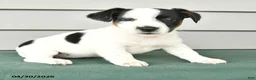 Jack Russell Terrier dogs for sale: Freya - Ad 3