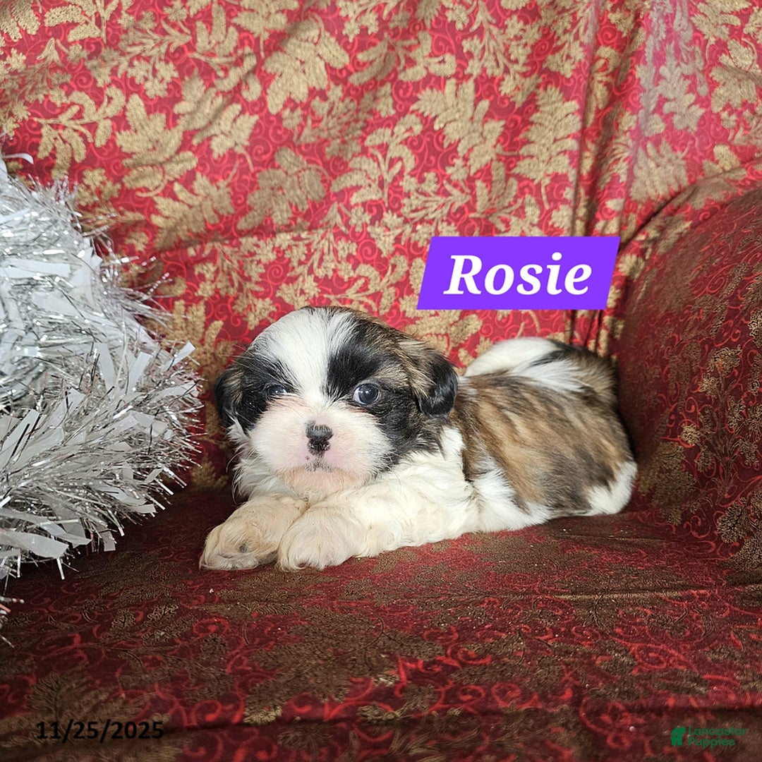 Mixed Breed dogs for sale: Rosie - Ad 2