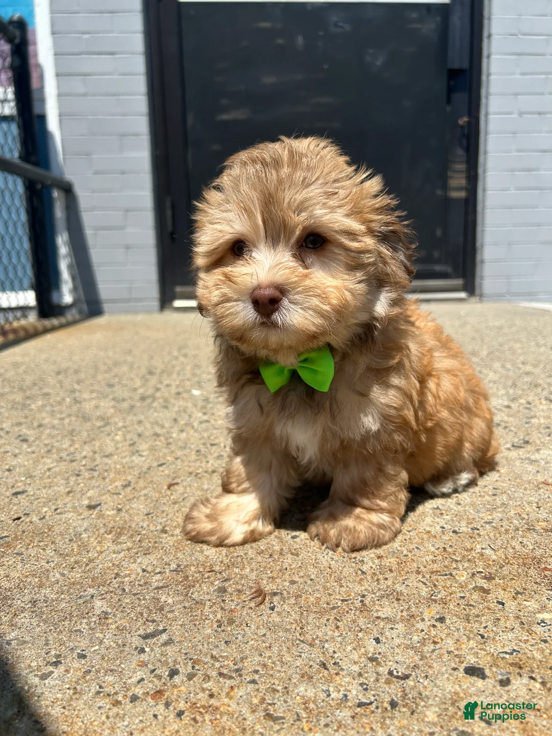 Havanese dogs for sale: Havanese 2 - Ad 3