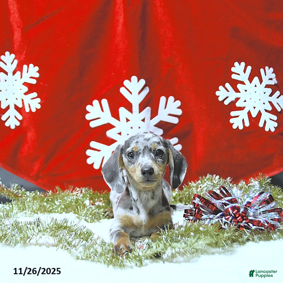 Miniature Dachshund dogs for sale: Jessa RARE COLOR - Ad 2