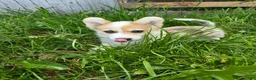 Welsh Corgi Pembroke dogs for sale: Welsh Corgi Pembroke Puppy 5 - Ad 13
