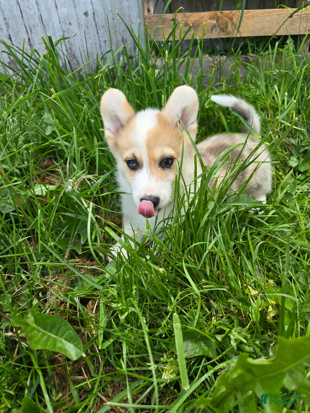 Welsh Corgi Pembroke dogs for sale: Welsh Corgi Pembroke Puppy 5 - Ad 13