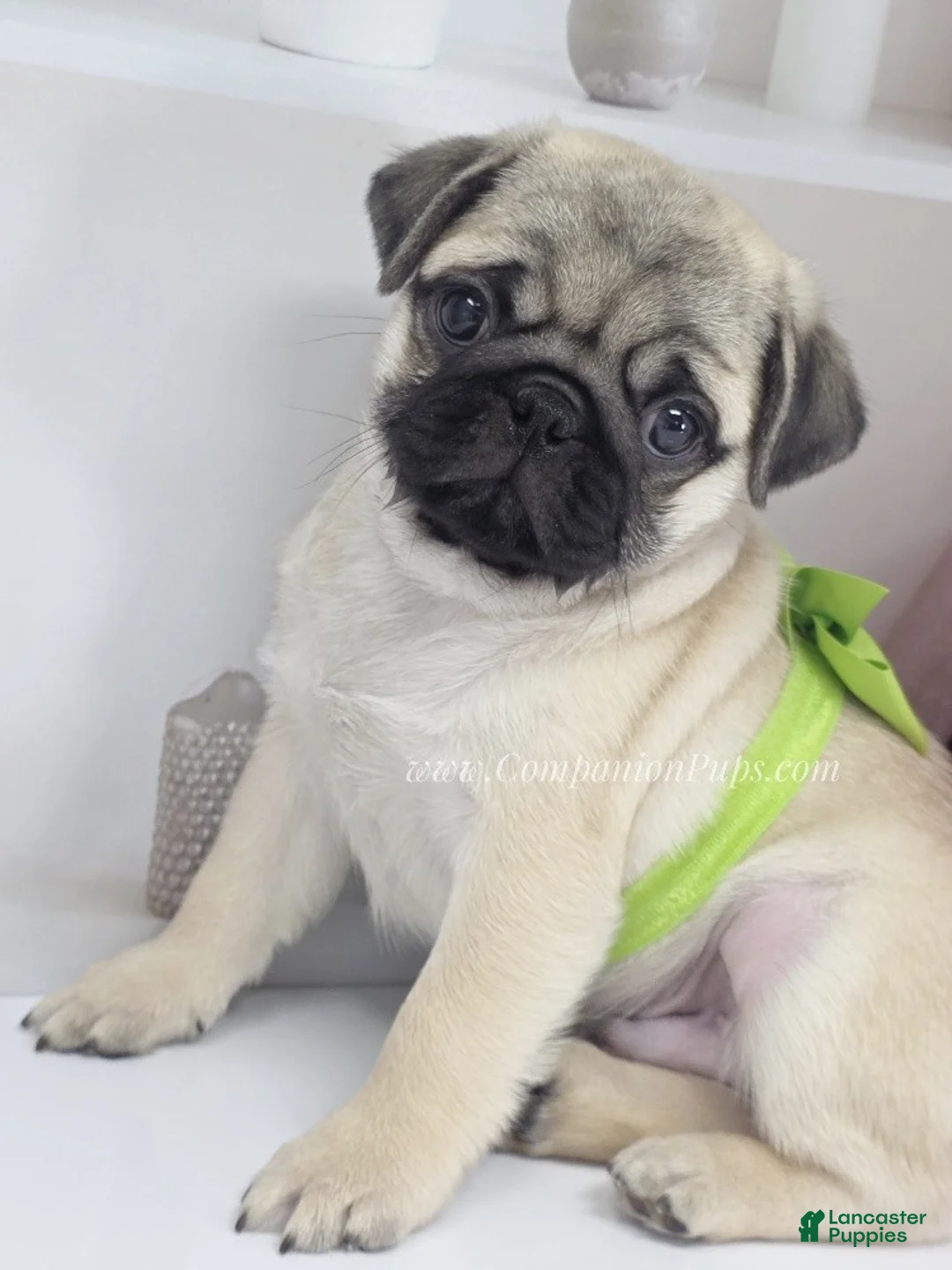 Pug dogs for sale: Clover - Silver Fawn Pug Puppy - Ad 11