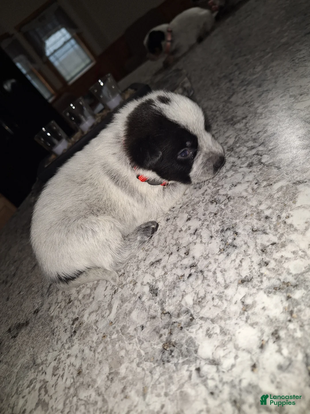 Mixed Breed dogs for sale: Mixed Breed Puppy 2 - Ad 1