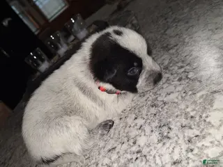 Mixed Breed dogs Mixed Breed Puppy 2 - Ad 36