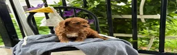 Cavapoo dogs for sale: Jase - Ad 8