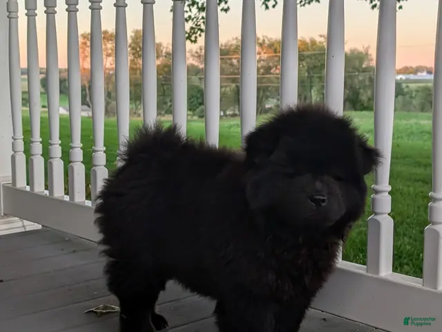 Chow Chow dogs for sale: Ian - Ad 7