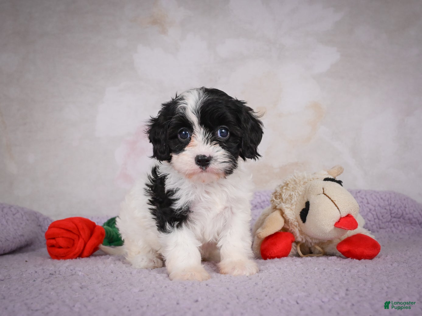 Cavapoo dogs Cavapoo 2 - Ad 1