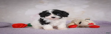Cavapoo 2