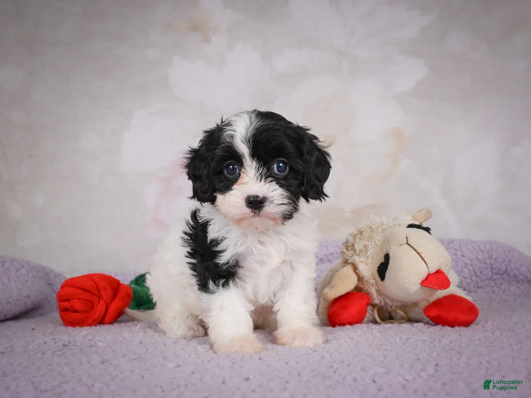 Cavapoo dogs for sale: Cavapoo 2 - Ad 1