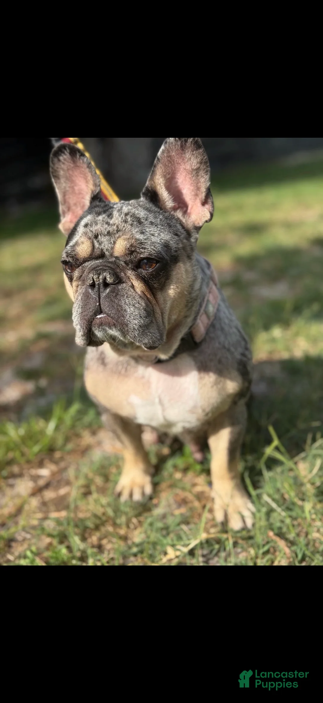 French Bulldog dogs for sale: Princess - Ad 3