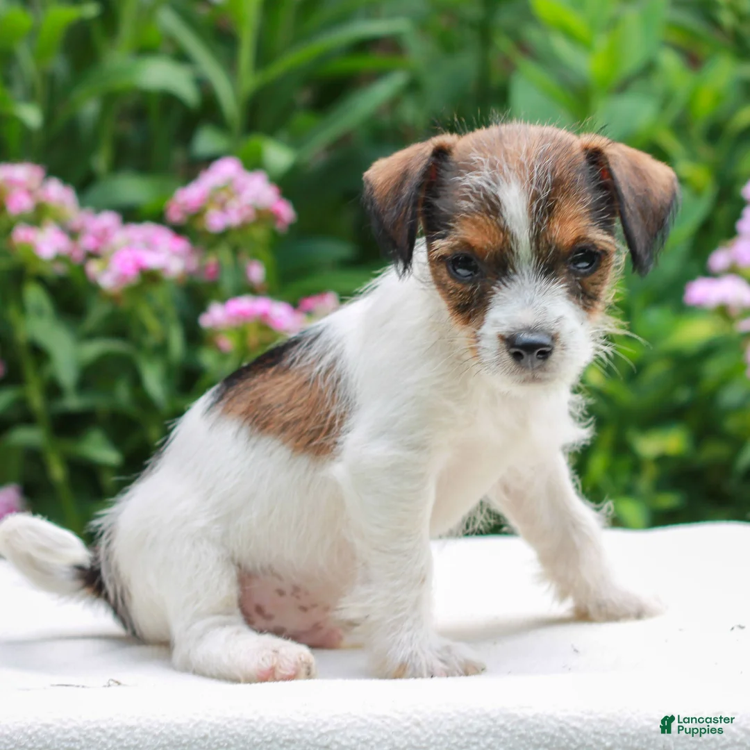 Mixed Breed dogs for sale: John  - Ad 2
