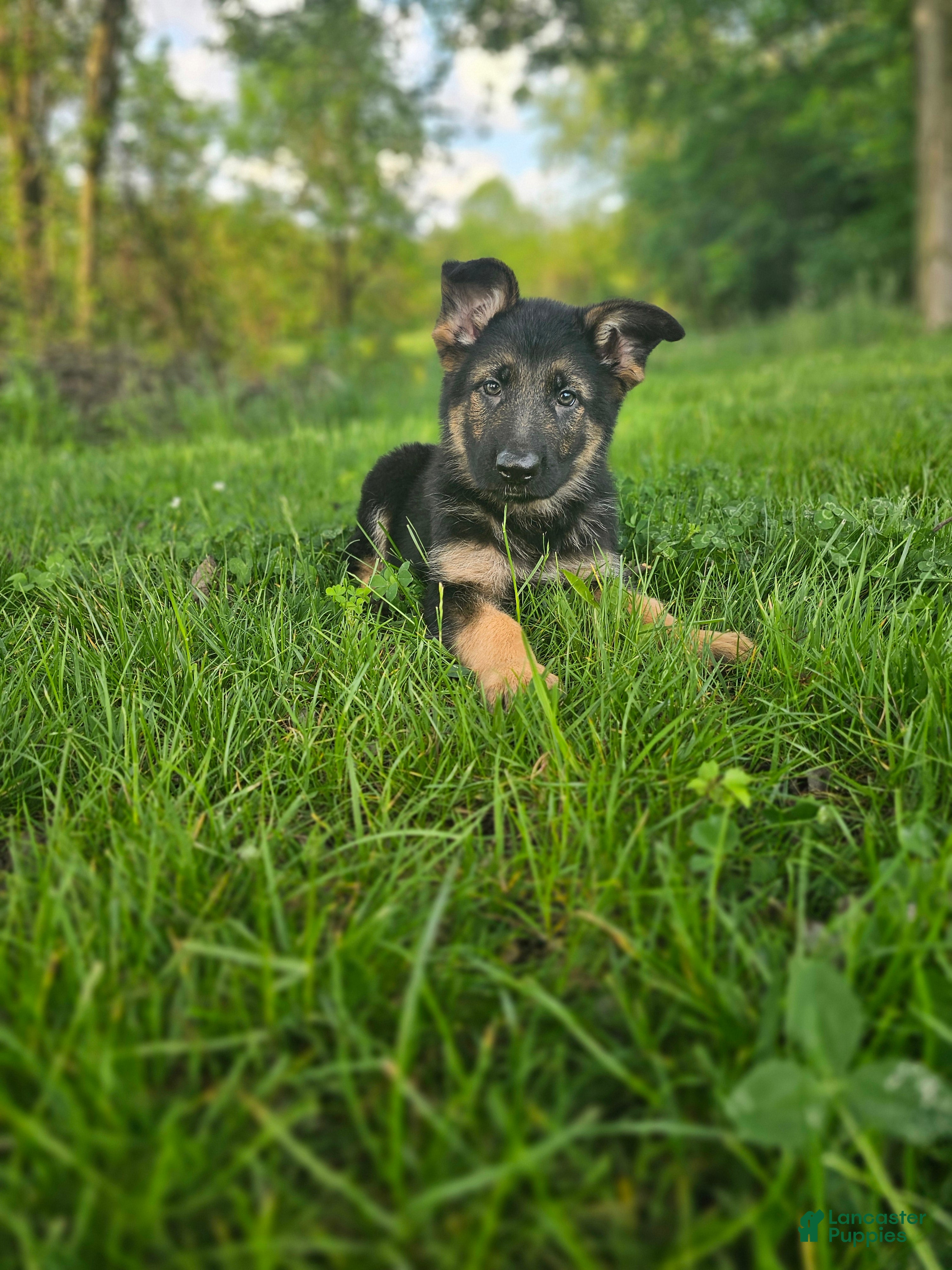 German Shepherd dogs Hunter  - Ad 1