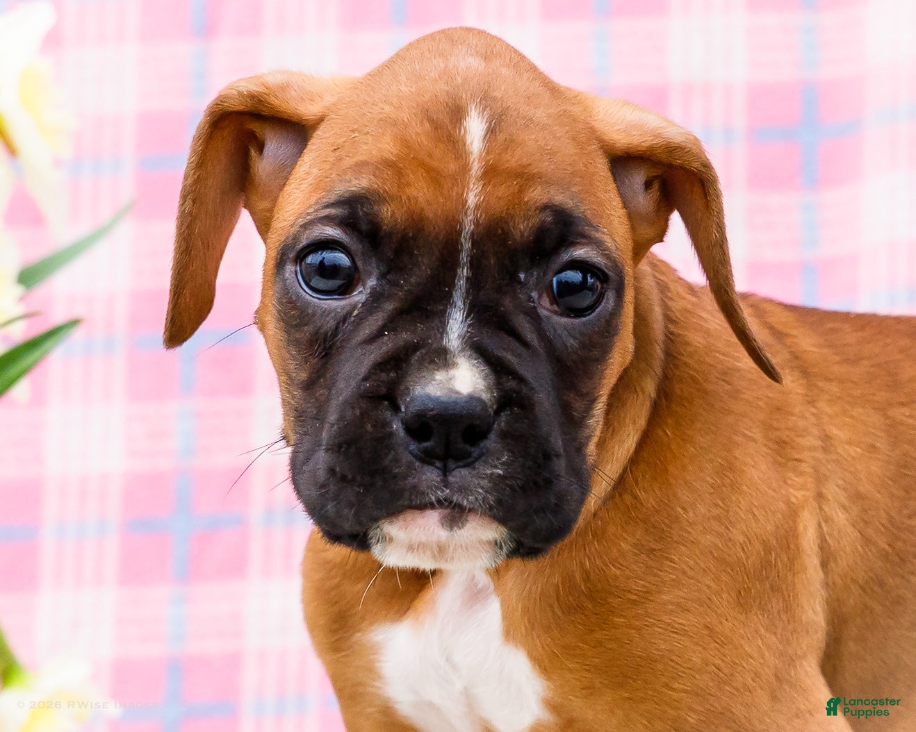 Boxer dogs Minnie - Ad 2