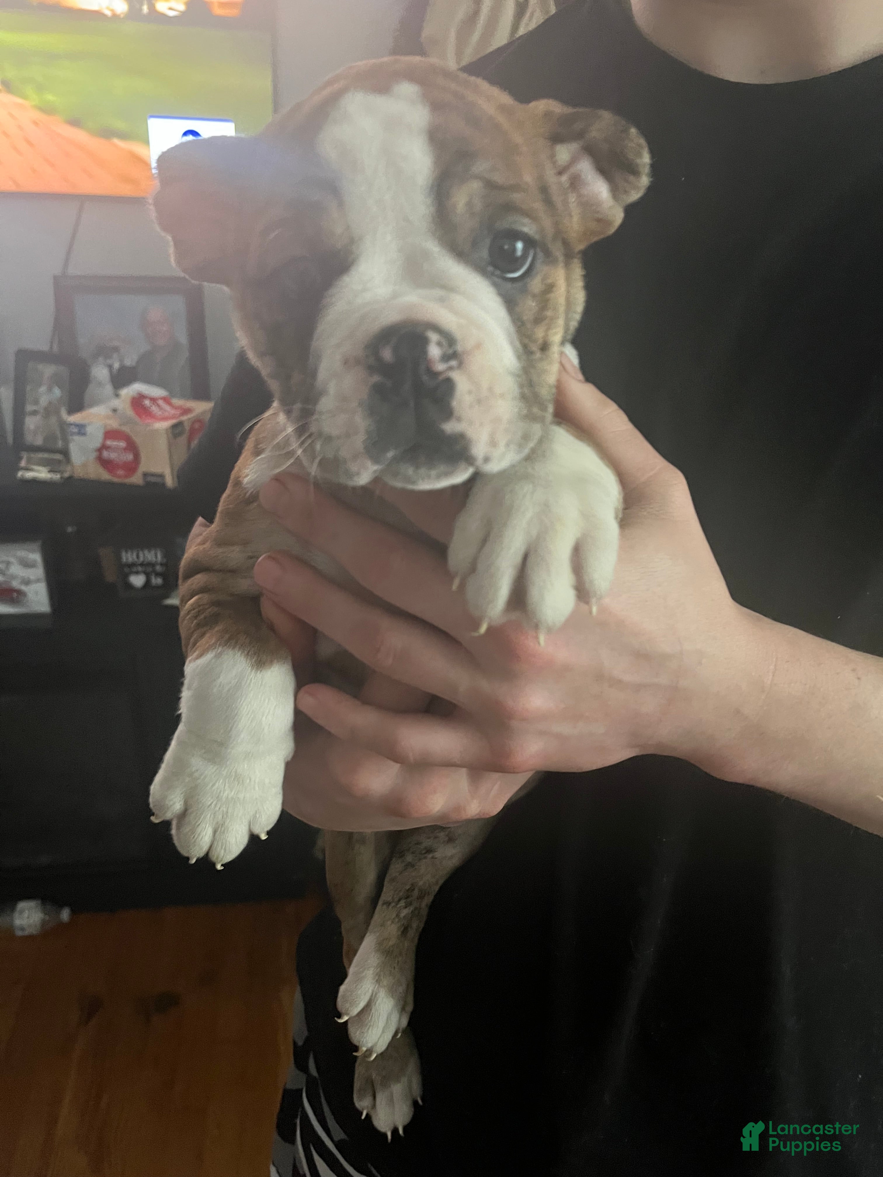 Mixed Breed dogs Tot-Tot - Ad 25