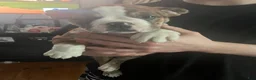 Mixed Breed dogs for sale: Tot-Tot - Ad 3
