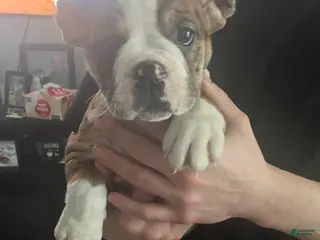 Mixed Breed dogs Tot-Tot - Ad 25