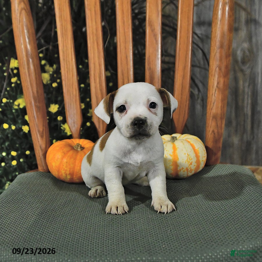 Jack Russell Terrier dogs Fawn - Ad 2