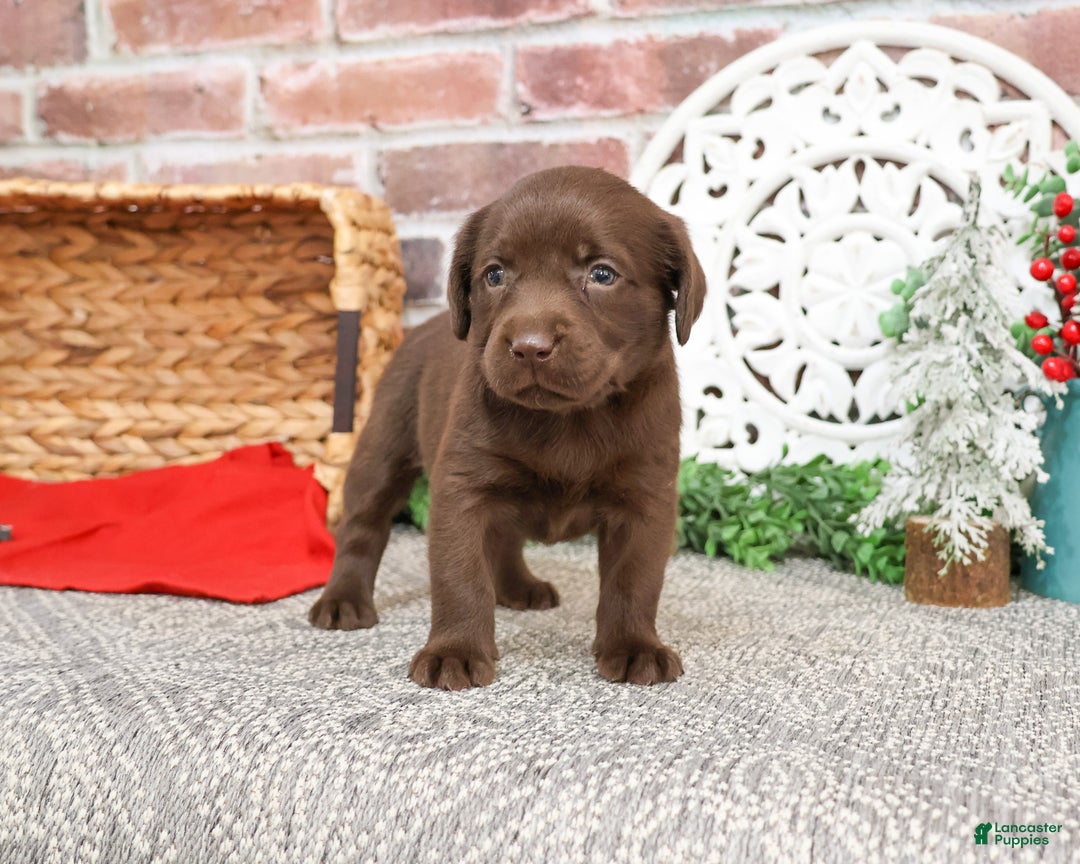 Labrador Retriever dogs for sale: Lynn  - Ad 3