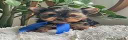 Yorkshire Terrier dogs for sale: Taco - Ad 8