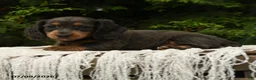 Miniature Dachshund dogs for sale: Holly - Ad 4