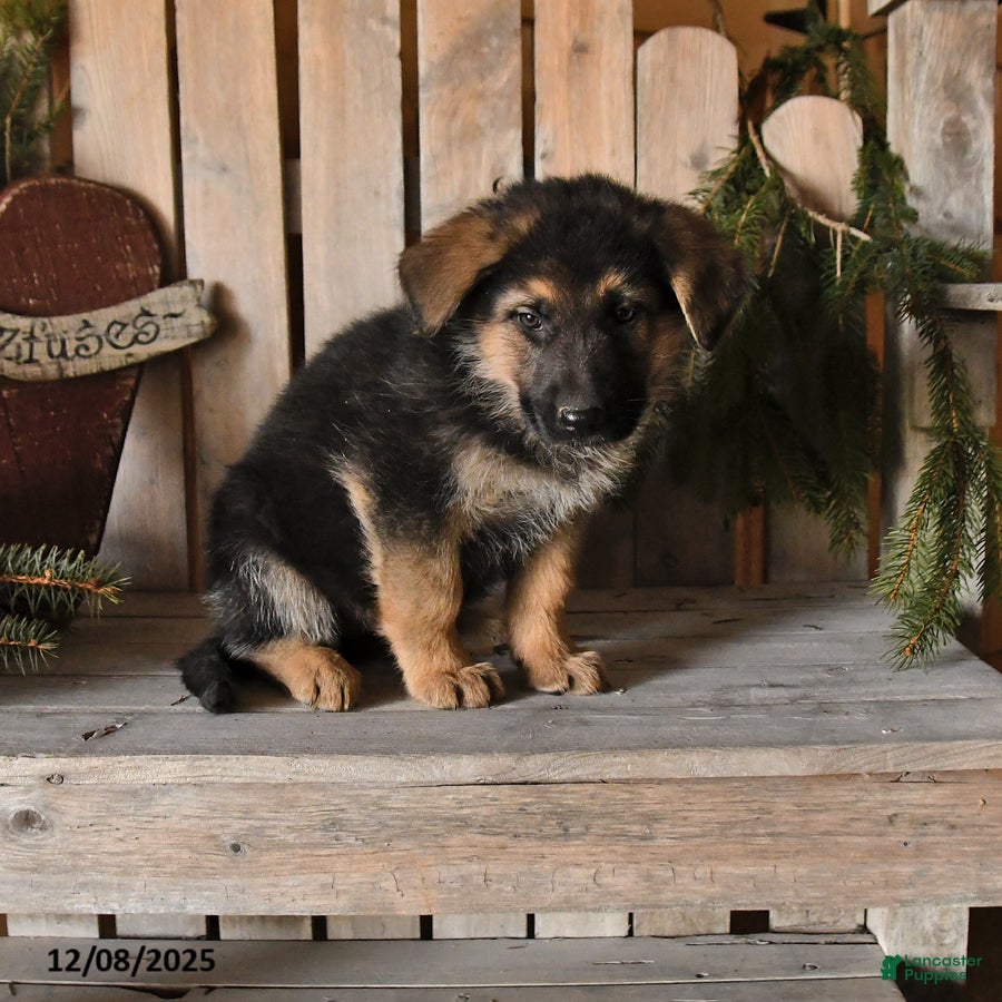 German Shepherd dogs Samson - Ad 40
