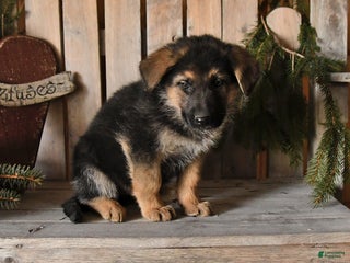 German Shepherd dogs Samson - Ad 6