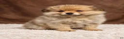 Pomeranian dogs for sale: Pomeranian 4 - Ad 4
