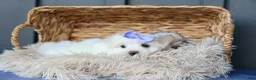Maltese dogs for sale: PENNY - Ad 7