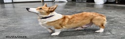 Welsh Corgi Pembroke dogs for sale: Rosy - Ad 6