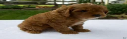 Cavapoo dogs for sale: Rusty - Ad 4