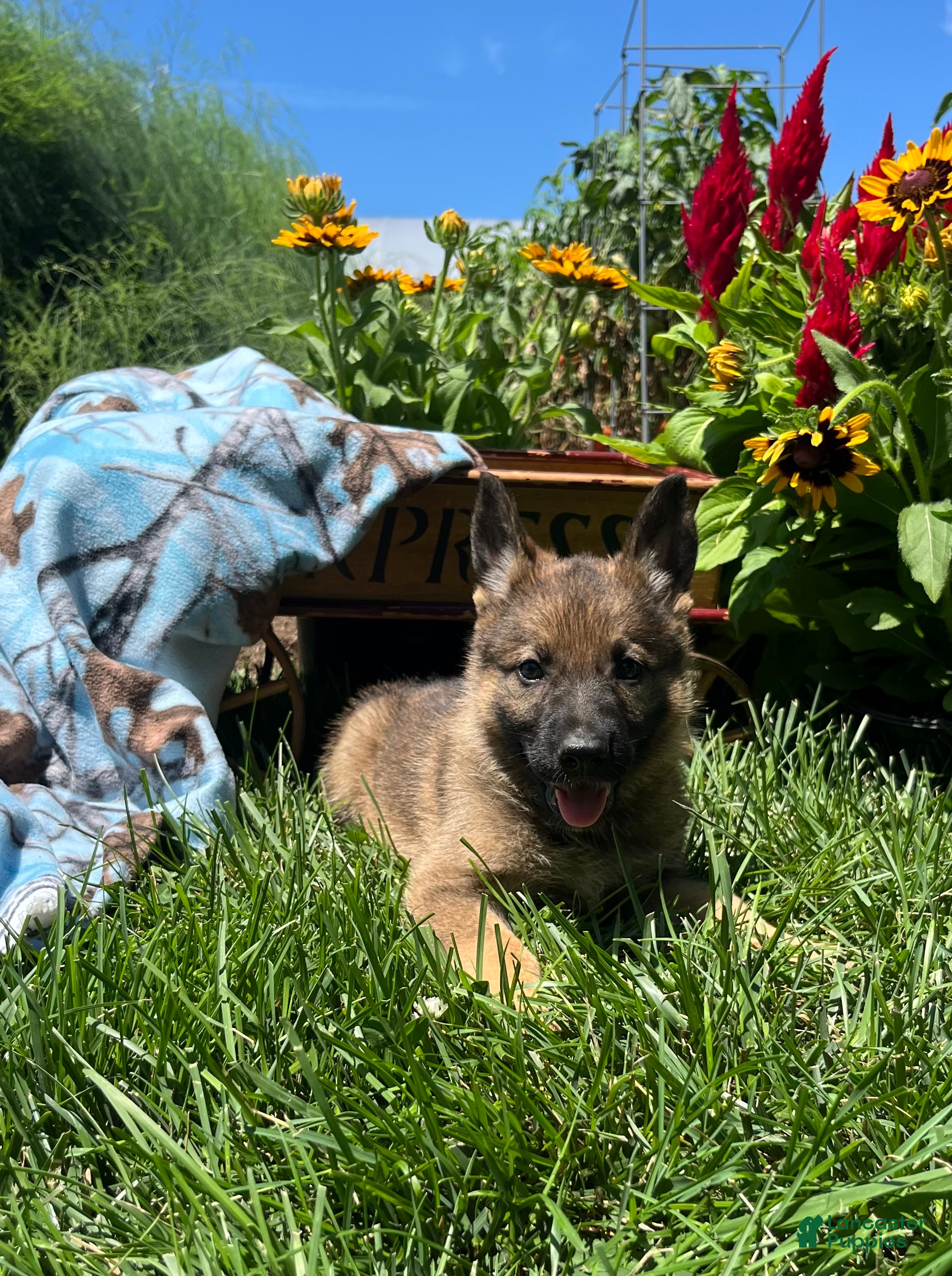 German Shepherd dogs Luna❤️AKC Sable Working Lines🐾Text 717-529-2347 - Ad 1