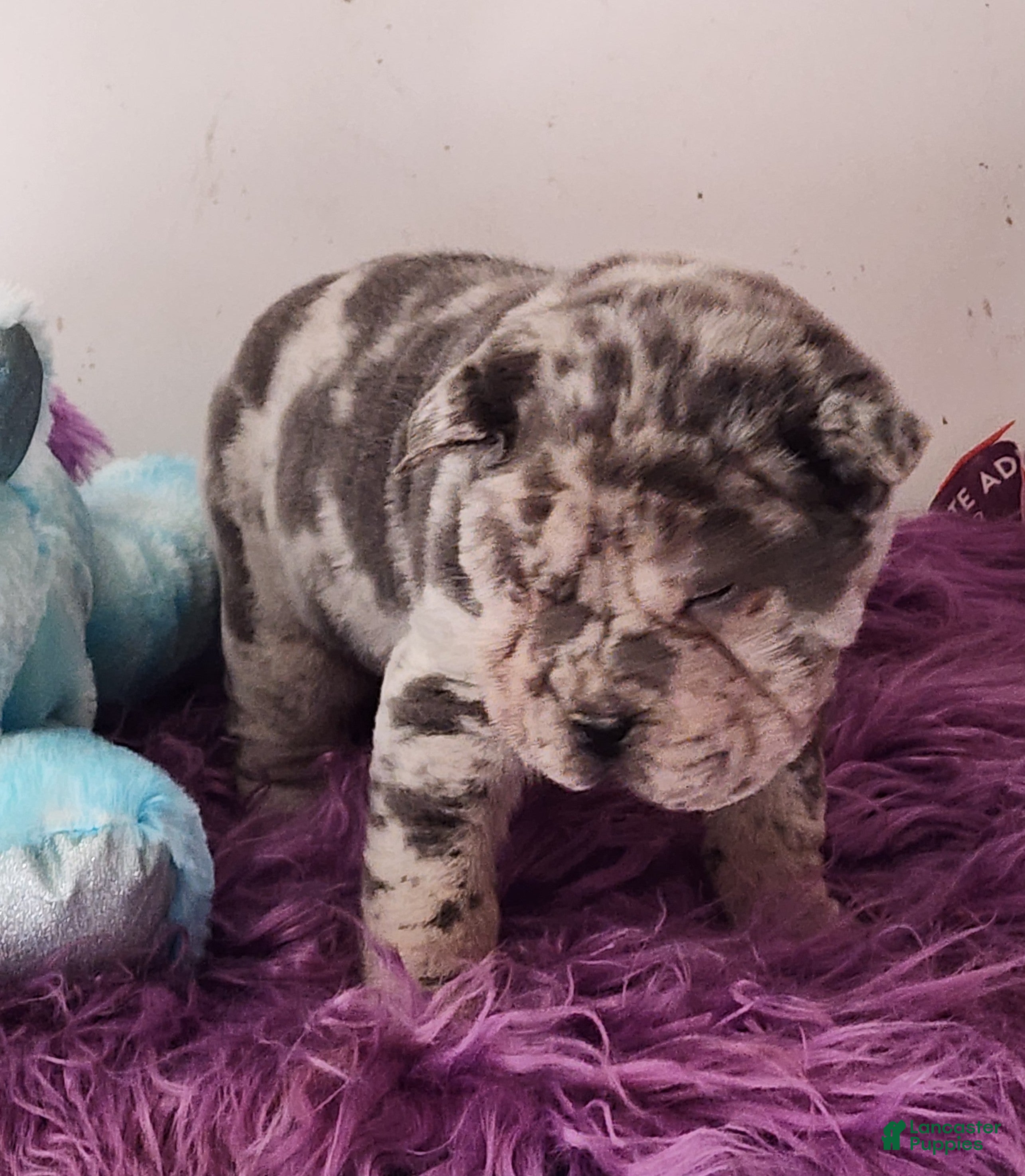 Shar Pei dogs Jazzy blue merle mini  - Ad 2