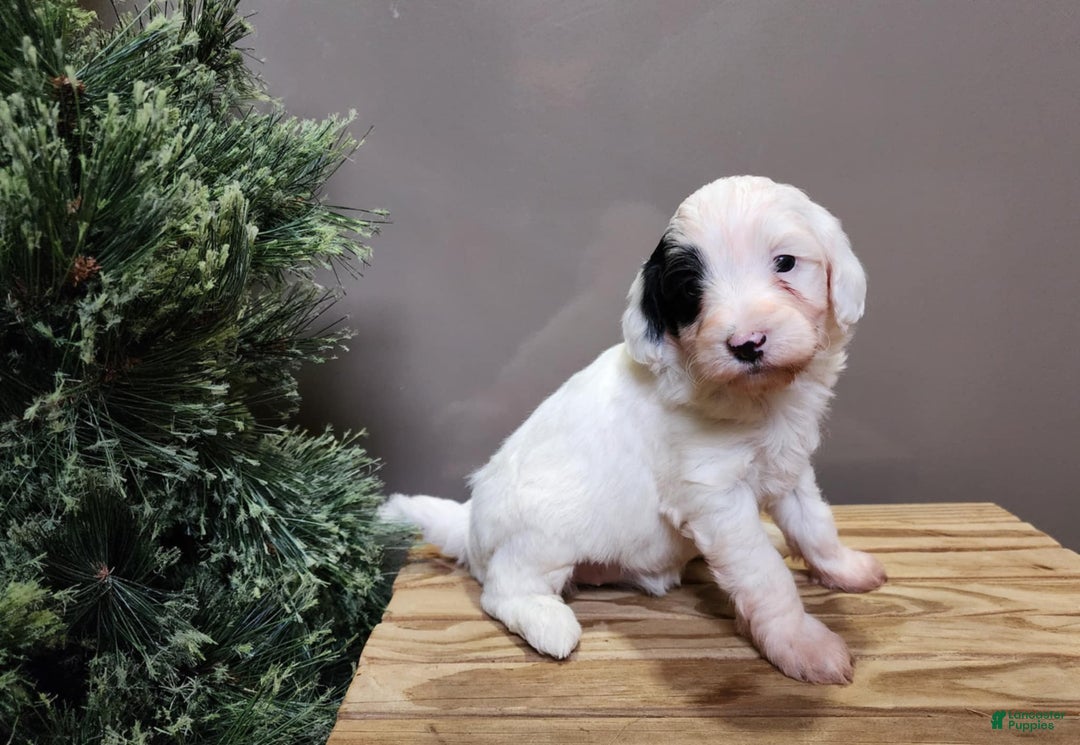 Mini Bernedoodle dogs for sale: Sparkle - Ad 6