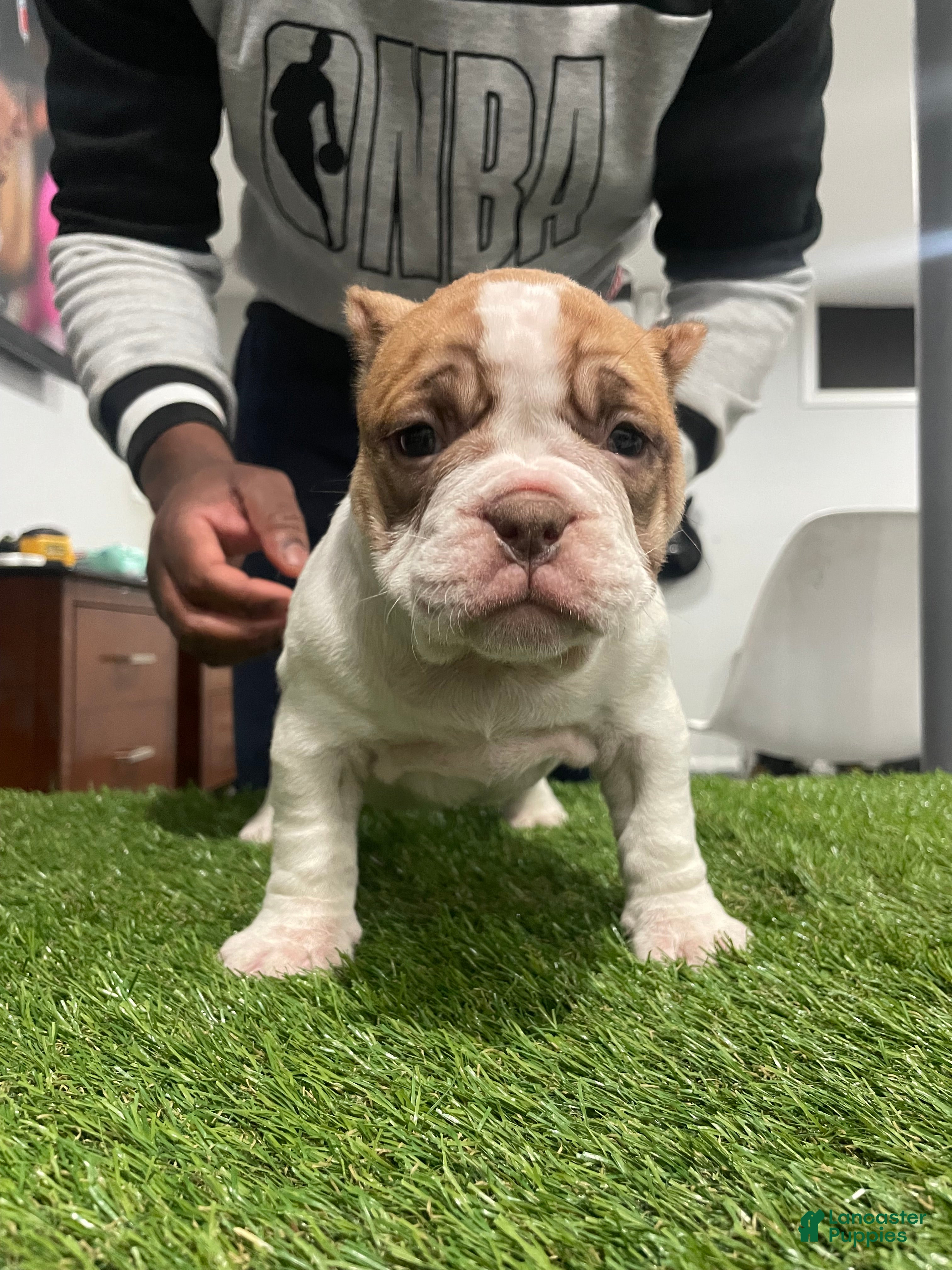 American Bully dogs Chi-Chi - Ad 15