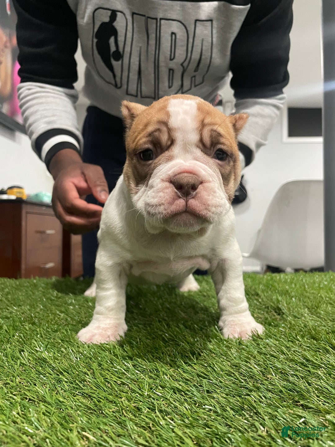 American Bully dogs for sale: Chi-Chi - Ad 1