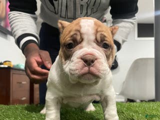 American Bully dogs Chi-Chi - Ad 17