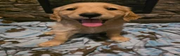 Golden Retriever dogs for sale: Pepper - Ad 8
